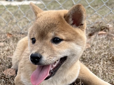 Shiba Inu – Sesame Shiba Inu puppy for sale – Panama City