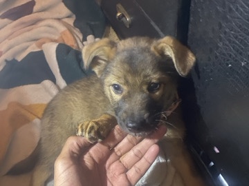 German Shepherd – German shepherd/ Lab puppy – Maple Grove