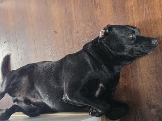 Labrador Retriever – 3 year old black lab needs new home – Sturgis