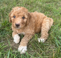 Poodle – Irish Doodle - Butterscotch