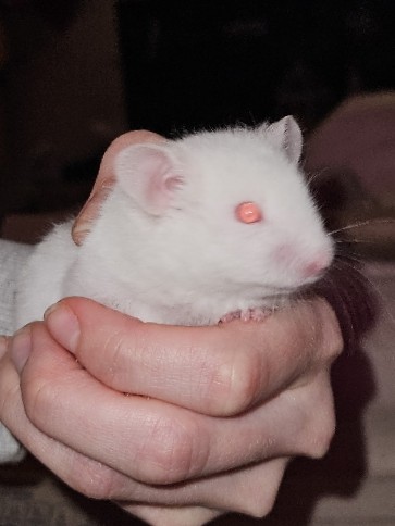 Any – Syrian Hamster