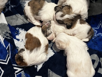 Shih Tzu – Shih Tzu pups – Conroe
