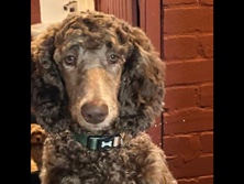 Poodle – KC registered standard Poodle boy – Coventry
