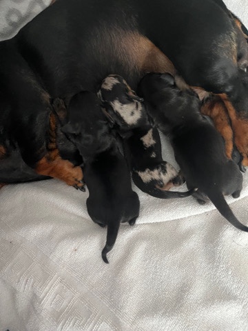 Dachshund – KC Registered Mini Dachshund pups