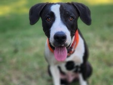 Finding Buddy A Loving Family