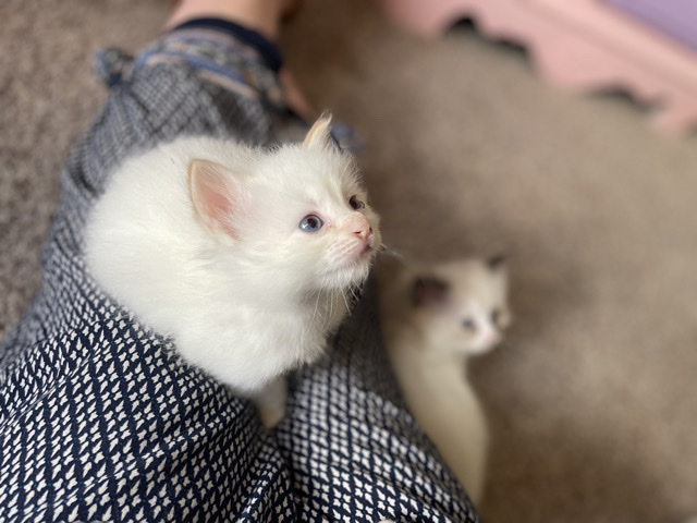  Gorgeous cream point rare ragdoll