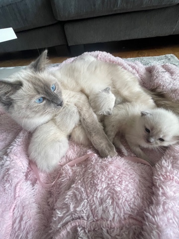 ragdoll kittens