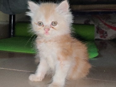 Persian (Traditional) - Two Female Persian kittens  available for adoption in Avadi