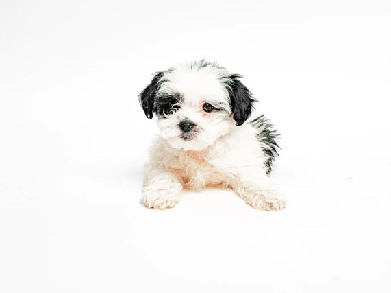 Shih Tzu – snoopy – Cibolo