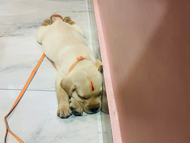 Labrador Retriever – labrador with 1 vaccine