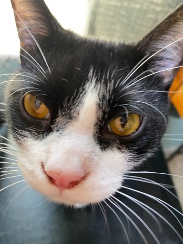 American Shorthair – Trained Cat For Rehoming