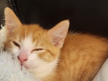 ADORABLE GINGER BOY KITTEN – READY TO MELT YOUR HEART 🧡 – Manor Lakes
