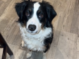 Miniature Australian Shepherd – Rehoming miniature australian shepherd – Seminole