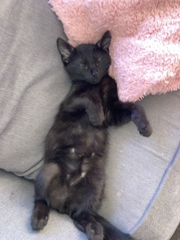 kittens for a good home