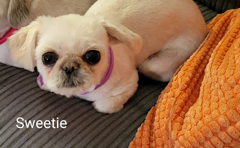 Shih Tzu – Sad sale of tiny female shih tzu