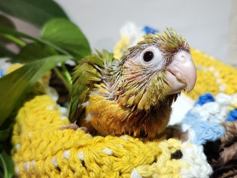 Pineapple Green Cheek Conure