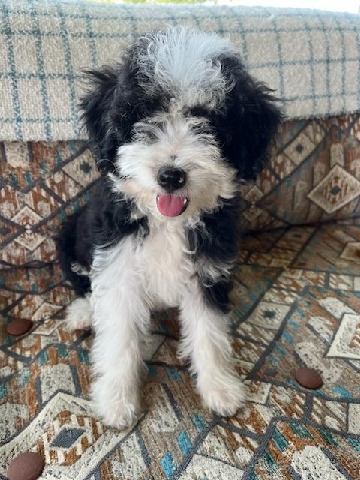 Australian Shepherd – Aussiepoo