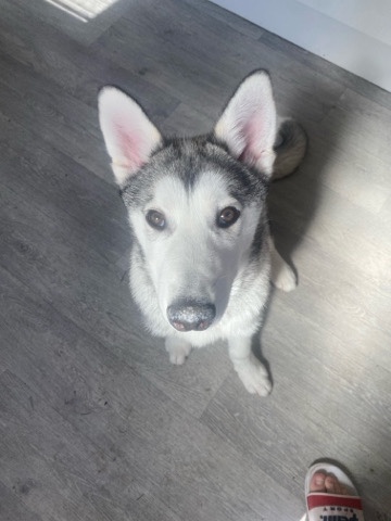 Siberian Husky – Siberian husky for good home boy