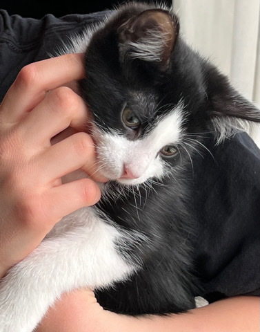 brother and sister kittens