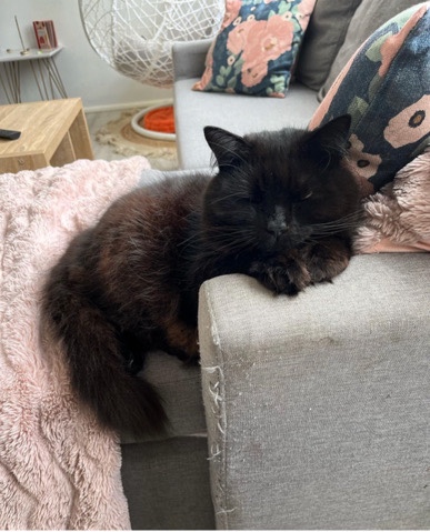 Pandy available for adoption