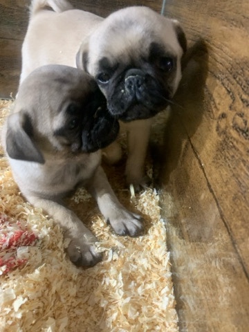 Pug – Pug puppies!