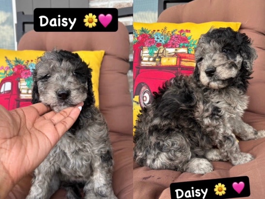 Doodle – Double Doodles for sale – Ooltewah