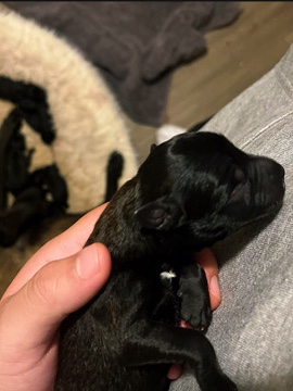 Belgian Shepherd Dog (Malinois) – 2 week old Belgian Malinois puppy’s – Santa Ana