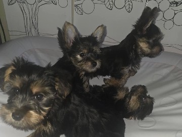 Yorkshire Terrier – Charming Yorkshire Terrier Puppies – Four 11 Weeks Old Yorkies – Bronx County