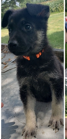 German Shepherd – German shepherd
