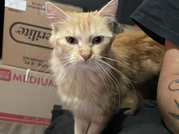 American Shorthair - orange tabby female  available for adoption in Albuquerque