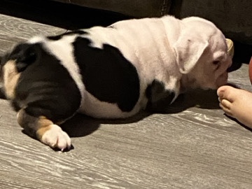 Olde English Bulldogge – English bulldog