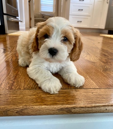 Cavapoo puppy