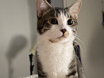 American Shorthair – 1 year old cat named miieko (need to go fast) – San Bernardino