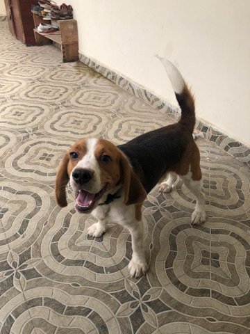 Beagle – Friendly Dog need new pawrents