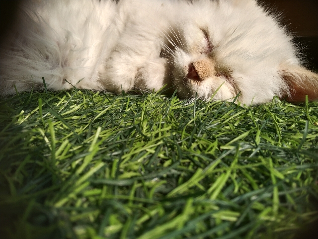 Persian (Modern) – male cat for selling