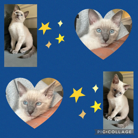 Siamese – snowball