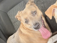 Labrador Retriever – bonnie girl – Farragut