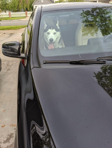 Siberian Husky – Siberian husky (choco)