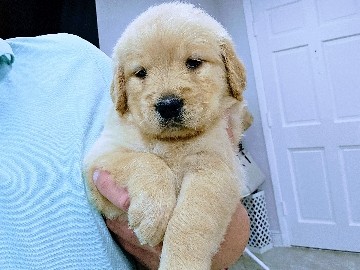 Golden Retrievers CKC. 