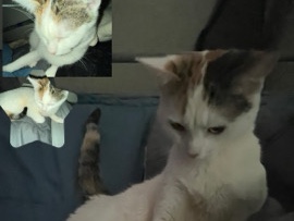 Russian White, Black and Tabby – kitten ozzy for sell – Charter Township of Clinton