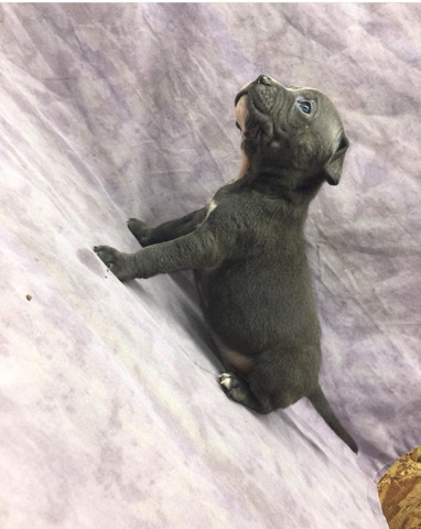 blue bully’s
