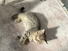 British Shorthair - Seltene BKH Tabby Kitten Kater Zoro available for adoption in Hamburg