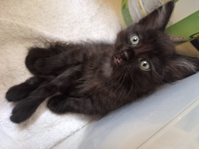 free kittens