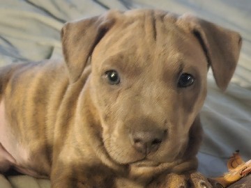 Mixed Breed – Meet your new best friend. A gentle giant. A Pitrotskies – Charlotte
