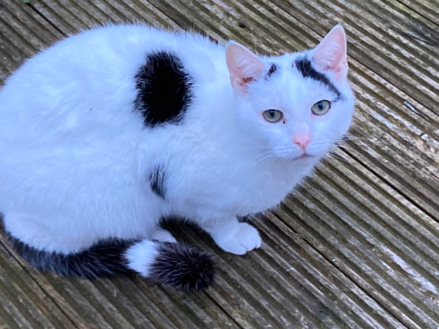 British Shorthair – male cat