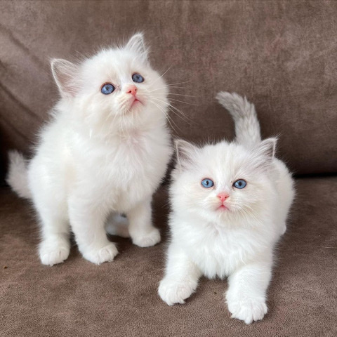 Ragdoll – Ragdoll kittens