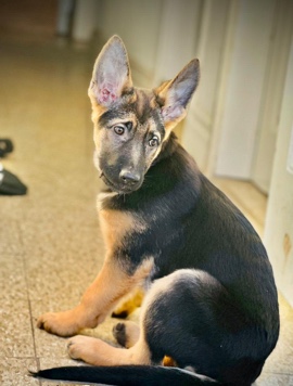 German Shepherd – Marsll