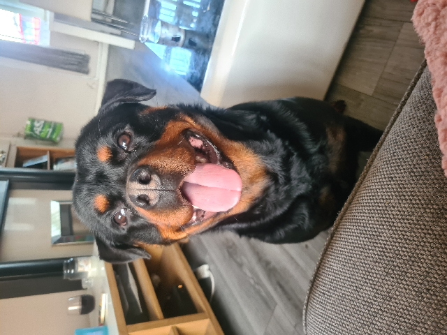 Rottweiler – rottweiler