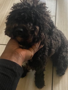 Mini Poodle Needs ReHoming