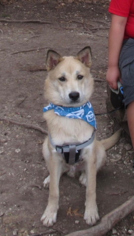 Siberian Husky – Rehome Gerberian Shepsky